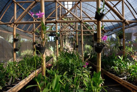 Yuk Berburu Anggrek di Kampung Anggrek Kota Magelang, Seru! - GenPI.co JATENG
