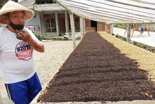 Semai Tembakau Lebih Awal, Petani Temanggung Berharap Harga Oke - GenPI.co JATENG