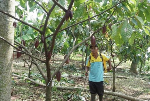 Garap Kemitraan, Produksi Cokelat Batang Ditarget 800 Ton/Tahun - GenPI.co JATENG
