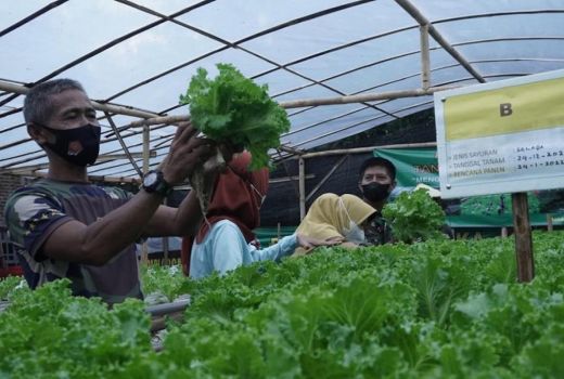 Serunya Menanam Sayuran Hionik, Selada Dijual Rp4.000/Ikat - GenPI.co JATENG