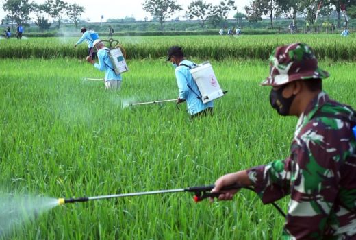 Petani Didorong Kendalikan Hama dengan Agens Hayati - GenPI.co JATENG