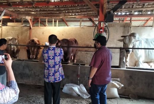 Garap Potensi Sapi, Pemkab Blora Berharap Pendampingan Peternak - GenPI.co JATENG