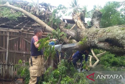 Duh, Pohon Tumbang di Wonosobo Kenai Rumah Warga - GenPI.co JATENG