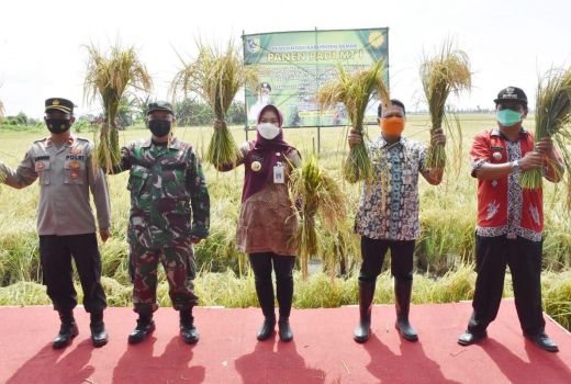 Panen Raya MT 1, Bupati Demak Minta Petani Mandiri - GenPI.co JATENG
