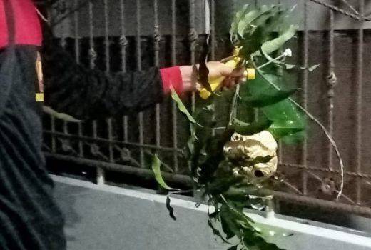 Waspada! Tawon Vespa Affinis Merebak di Klaten, Ini Antisipasinya - GenPI.co JATENG