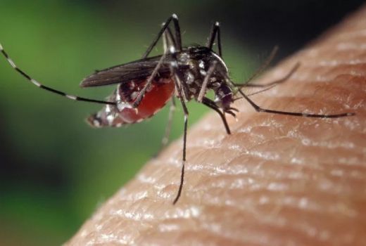 Dampak Banjir Rob Semarang, Anak-Anak Terserang Demam Dengue - GenPI.co JATENG