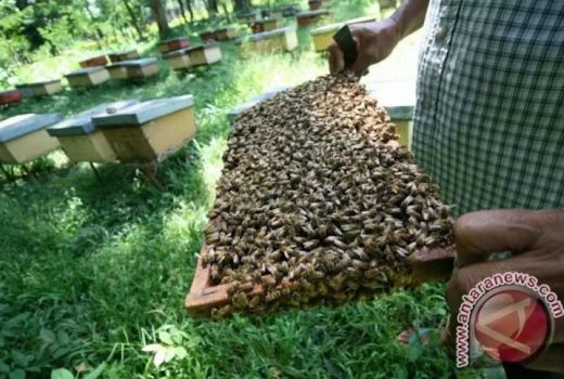 Selain Estetis, Menanam Bunga di Rumah Juga Bermanfaat Bagi Lebah - GenPI.co JATENG