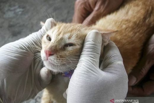 Pertimbangkan Ini Sebelum Adopsi Kucing sebagai Teman di Rumah - GenPI.co JATENG