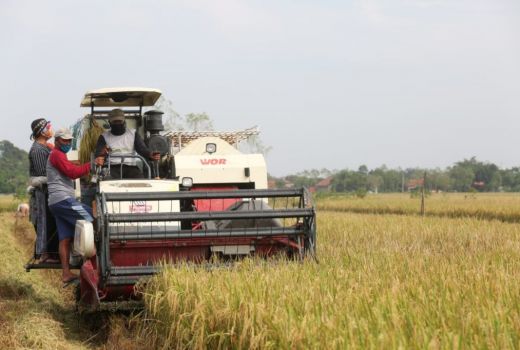 Proyek Fisik Masif, Produksi Padi di Jateng Tinggi, Ini Buktinya - GenPI.co JATENG