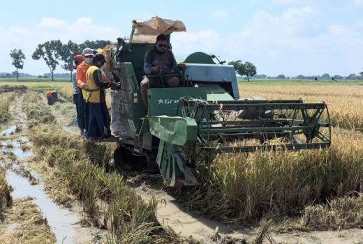 Sip! Petani Kaliori Sukses Panen Perdana Padi Sawah Tadah Hujan - GenPI.co JATENG