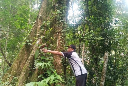 Busyet! Pohon Durian di Purworejo Ini Berumur Ratusan Tahun, Lho - GenPI.co JATENG
