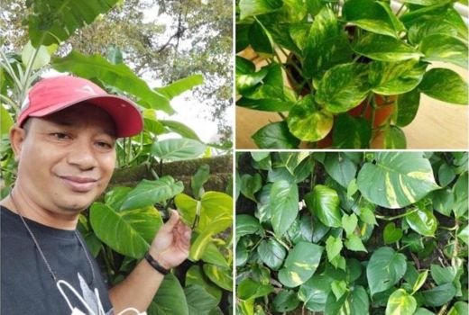 5 Cara Agar Tanaman Hias Tumbuh Subur, No 2 Paling Mudah - GenPI.co JATENG