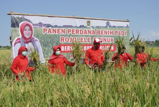 Beli Benih Padi Rojolele Klaten Harus Pakai KTP, Ini Alasannya - GenPI.co JATENG