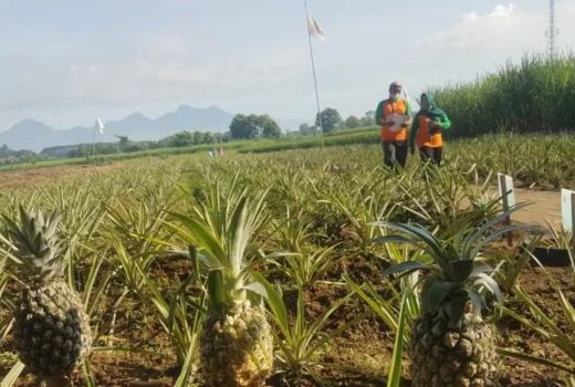 Makan Nanas Jangan Berlebihan, Ini Efek Samping Bagi Kesehatan - GenPI.co JATENG