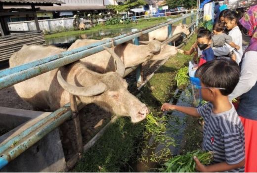 Asal Usul Kebo Bule Kiai Slamet, Hewan Kesayangan Pakubuwono II - GenPI.co JATENG