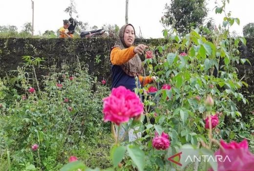 Harga Bunga Tabur di Boyolali Turun, Petani Sambat Ini - GenPI.co JATENG