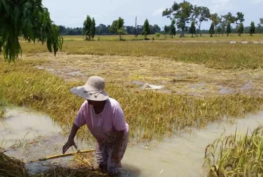Astaga! 1.945 Ha Lahan Pertanian di Purworejo Terendam Banjir - GenPI.co JATENG