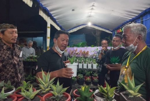 Jenis Tanaman Hias Ini Laris Manis di Pasar Ekspor, Cek di Sini! - GenPI.co JATENG
