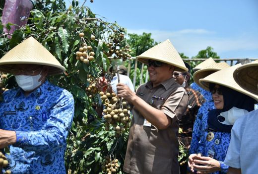 Top! Produktivitas Kelengkeng Kebumen Menjanjikan, Ini Rahasianya - GenPI.co JATENG