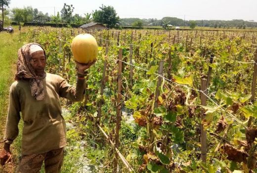 Ramadan, Permintaan Buah di Batang Naik - GenPI.co JATENG