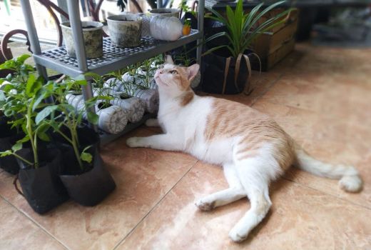 Begini Tips Mudah Memandikan Kucing - GenPI.co JATENG