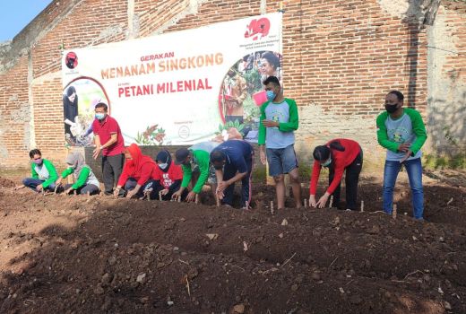 Wow! Petani Milenial Kampung Wonolopo Budidaya Singkong Rengganis - GenPI.co JATENG