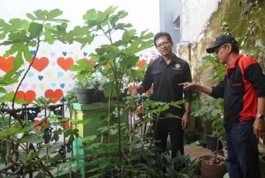 Buah Tin, Si Kecil Kaya Manfaat - GenPI.co JATENG