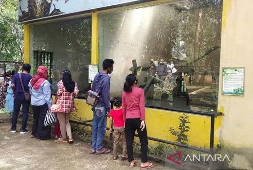 Jurug Solo Zoo Buka Sedekah Satwa - GenPI.co JATENG