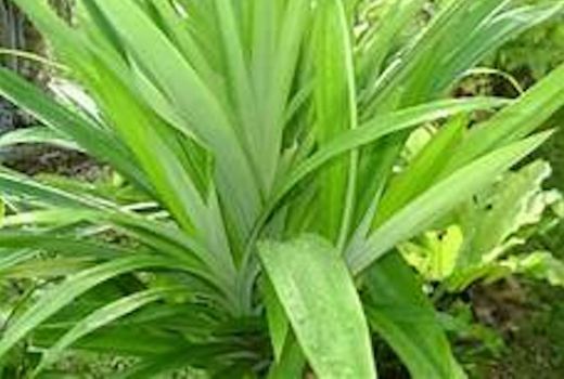 Sederet Manfaat Daun Pandanwangi, Atasi Gelisah-Pegel Linu - GenPI.co JATENG
