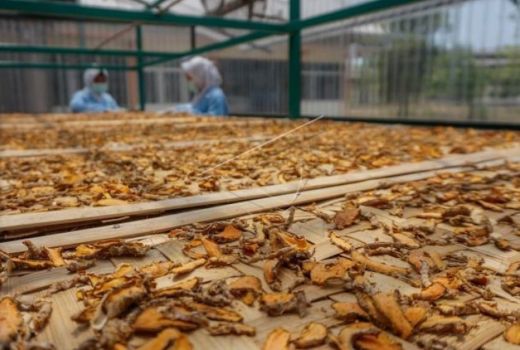 4 Jenis Kunyit dan Manfaatnya Bagi Kesehatan - GenPI.co JATENG