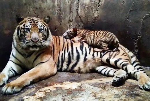 Diserang Harimau, Karyawan Serulingmas Zoo Meninggal Dunia - GenPI.co JATENG