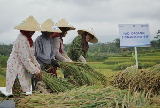 Petani Selamat dari Renternir Berkat Pembiayaan Ultra Mikro BRI - GenPI.co JATENG