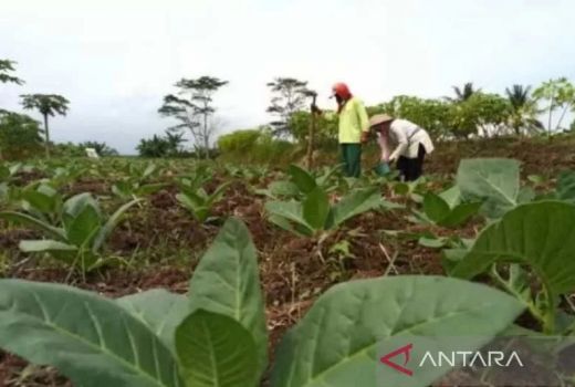 Curah Hujan Masih Tinggi, 50% Tembakau di Temanggung Mati - GenPI.co JATENG