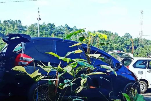 Dari Hobi Jadi Cuan, Sholichin Sampai Dapat Mobil Gegara Tanaman - GenPI.co JATENG