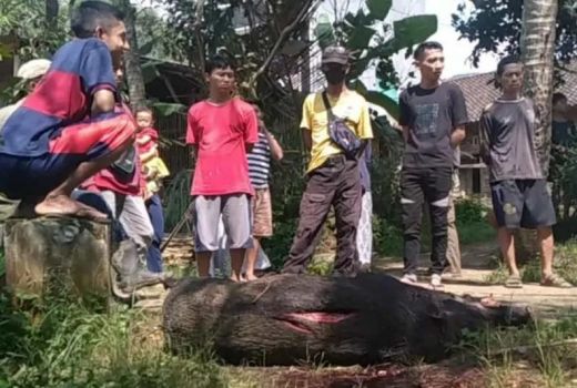 Ya Ampun! Babi Hutan Serang Warga di Magelang, 3 Orang Luka - GenPI.co JATENG