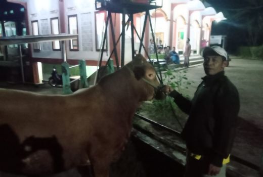 Ganjar Kurban Sapi Metal Seberat 530 Kg di Desa Wadas - GenPI.co JATENG