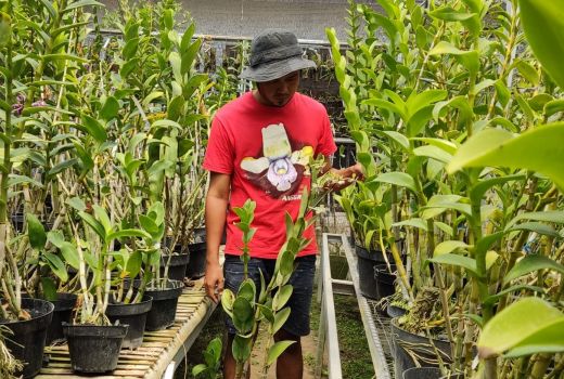 Semula Terjerat Utang, Pemuda Magelang Ini Sukses Bisnis Budi Daya Anggrek - GenPI.co JATENG
