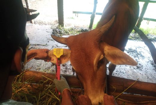 Sapi di Batang Dipasangi Penanda di Bagian Telinga, Ini Maksudnya - GenPI.co JATENG