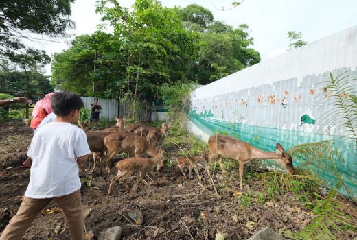 Pengumuman! Rusa Taman Balekambang Solo Dipindah ke Taman Sriwedari, Ini Penyebabnya - GenPI.co JATENG