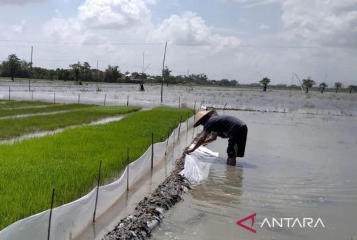 Intensitas Hujan Tinggi, 298 Hektare Tanaman Padi di Kudus Tergenang Banjir - GenPI.co JATENG