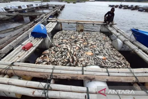 Astaga! 175 Ton Ikan di Waduk Kedung Ombo Mati Gara-Gara Upwelling, Sebegini Kerugiannya - GenPI.co JATENG