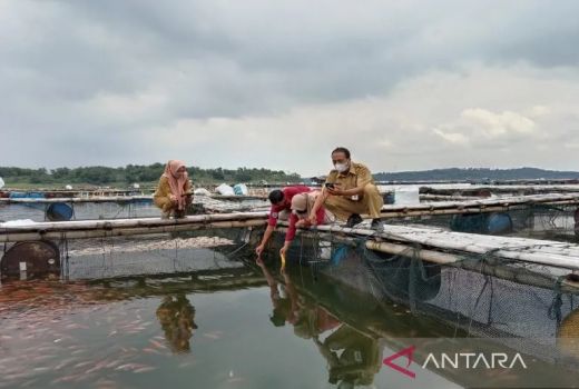 Kabar Baik! Kematian Ikan Massal di Waduk Kedung Ombo Mereda - GenPI.co JATENG