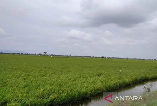 Waduh! Tergenang Banjir, 3.489 Ha Tanaman Padi di Kudus Puso - GenPI.co JATENG