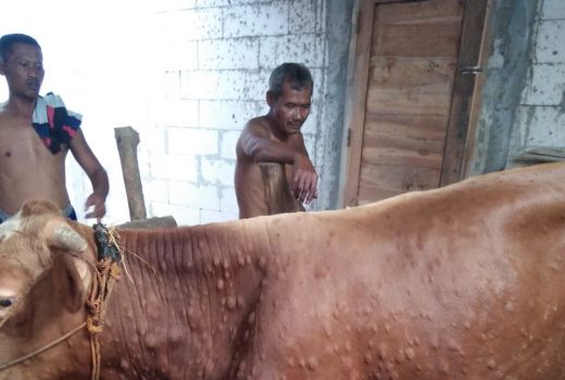 Syukurlah! 163 Ekor Sapi di Sragen Sembuh dari Lumpy Skin Disease - GenPI.co JATENG