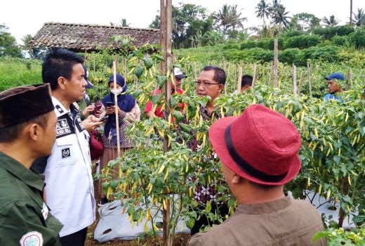 Magelang Jadi Daerah Pemasok Utama Cabai, Kementan Lakukan Ini - GenPI.co JATENG