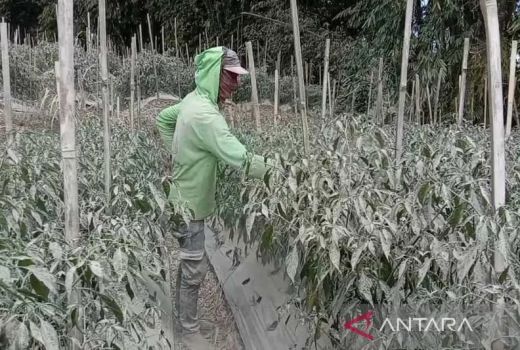 Duh! 1.681 Hektare Tanaman Sayur di Magelang Kena Abu Vulkanik Gunung Merapi - GenPI.co JATENG