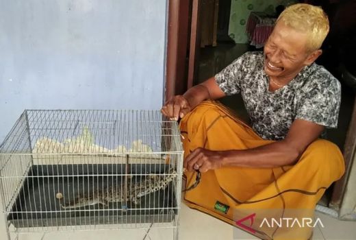 Heboh! Cari Ikan di Sawah, Warga Kudus Malah Nemu Buaya - GenPI.co JATENG