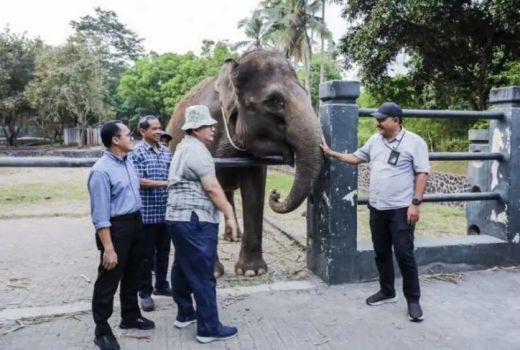 Wuih! Semarang Zoo Dapat Hibah 2 Gajah - GenPI.co JATENG