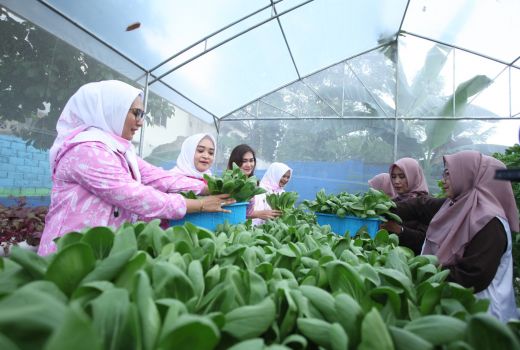 Didukung oleh BRI Peduli, Yuk Intip Kegiatan Bertani di Tengah Kota Medan - GenPI.co JATENG