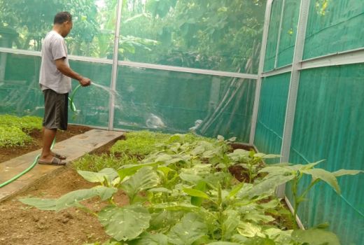 Keren! Ini Kunci Sukses Kampung Sayur Organik di Solo Sejak 2013 - GenPI.co JATENG